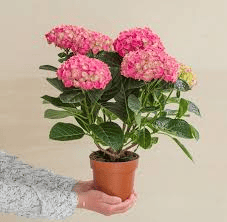 Hortensia en pot