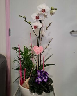 Composition Amour & Douceur
