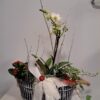 Composition de plantes Noël Festif – Image 2