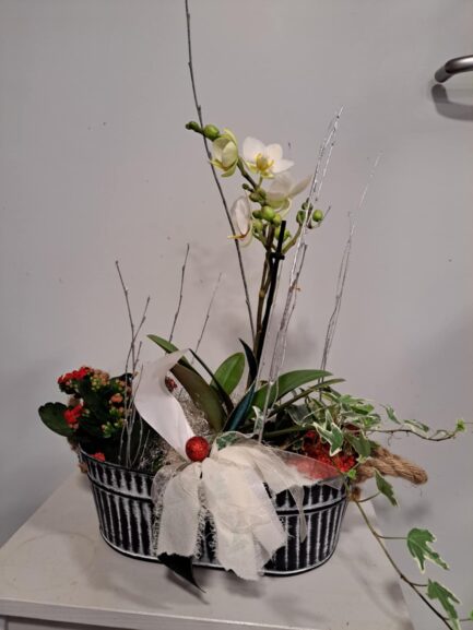 Composition de plantes Noël Festif – Image 2