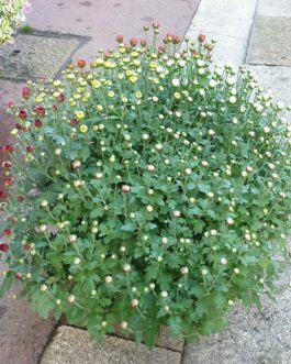 Coupe majestueuse de chrysanthème