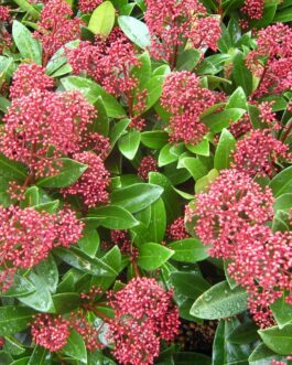 Skimmia Japonica