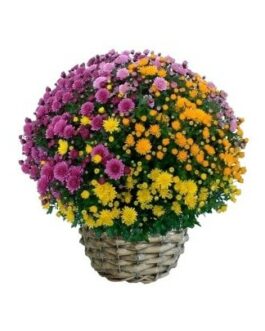 Chrysanthème Tricolore avec son cache pot