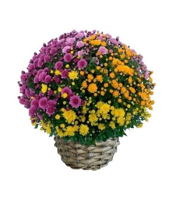 Chrysanthème Tricolore avec son cache pot