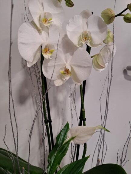 Composition Orchidée – Image 2
