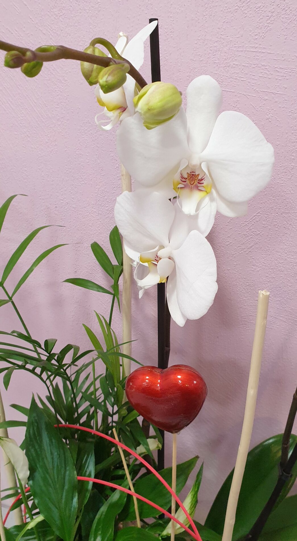 Orchidée avec son cache pot - Au cœur d'une fleur à Loudun