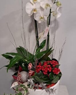 Composition Orchidée