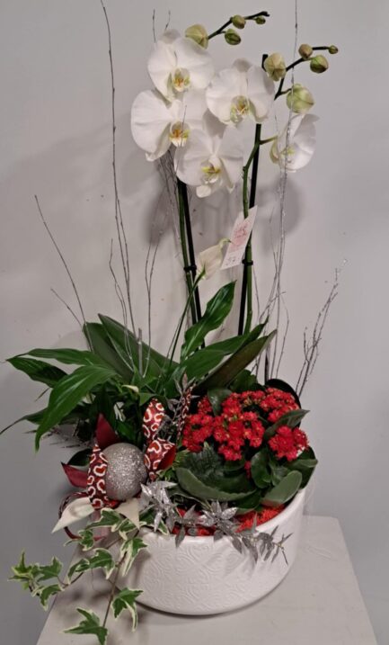 Composition Orchidée