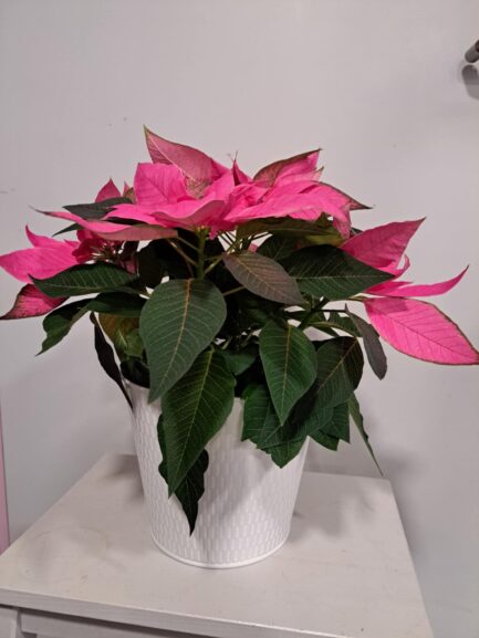 Etoile de Noël Rose – Image 3