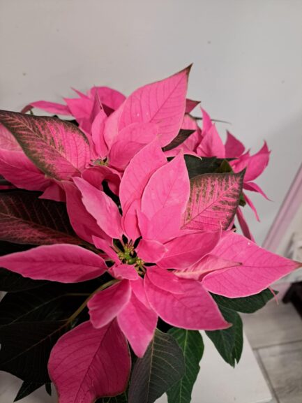 Etoile de Noël Rose – Image 2