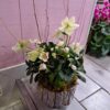 Rose de Noël avec son cache pot – Image 4