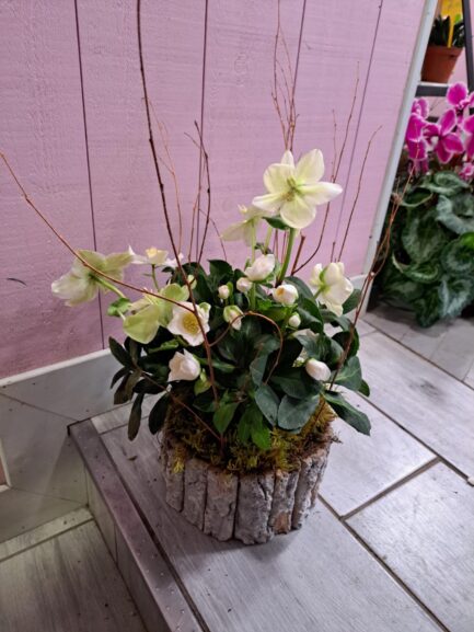 Rose de Noël avec son cache pot – Image 4