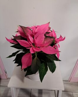 Etoile de Noël Rose