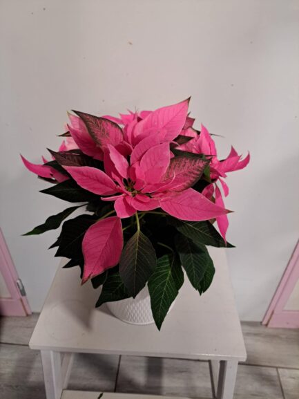 Etoile de Noël Rose