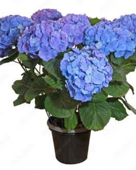 Hortensia en pot