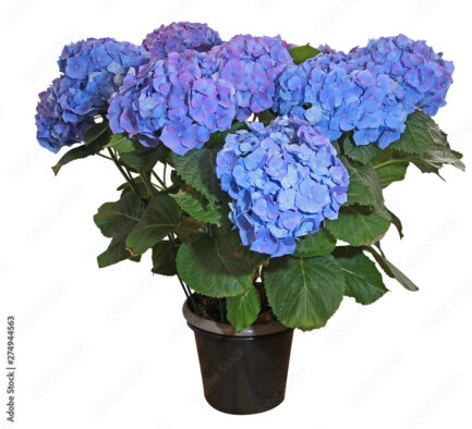 Hortensia en pot – Image 4